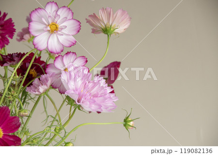 花器に生けられたカラフルなコスモスの花 119082136