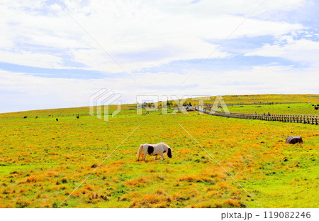 9月の美ヶ原高原 信州の自然 9月の美ヶ原高原 信州の自然 119082246