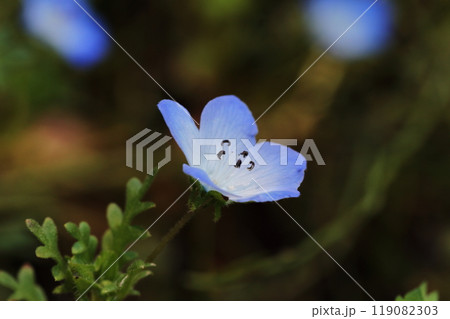 青紫の花 青紫の花 119082303