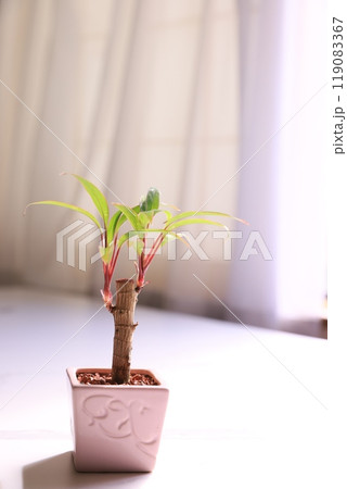 観葉植物 119083367