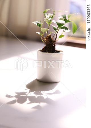 観葉植物 119083368