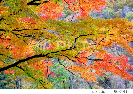 紅葉の昇仙峡 119084432