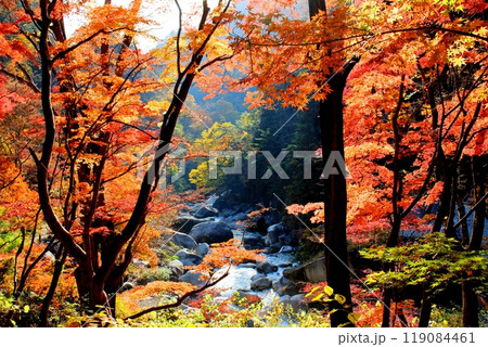 紅葉の昇仙峡 紅葉の昇仙峡 119084461