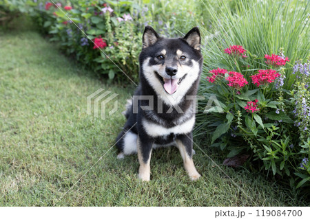 赤いペンタスの花と微笑む豆柴のシェリ 119084700