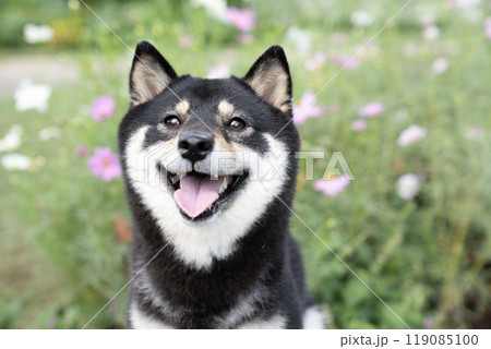 コスモスと微笑む豆柴のシェリ 119085100