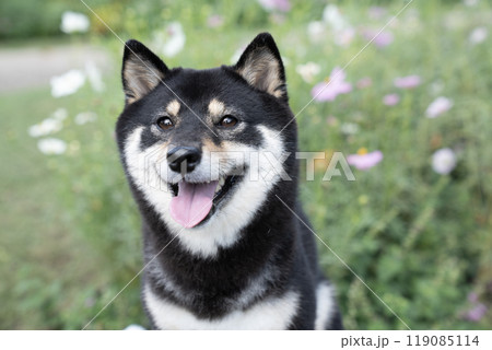 コスモスと微笑む豆柴のシェリ 119085114