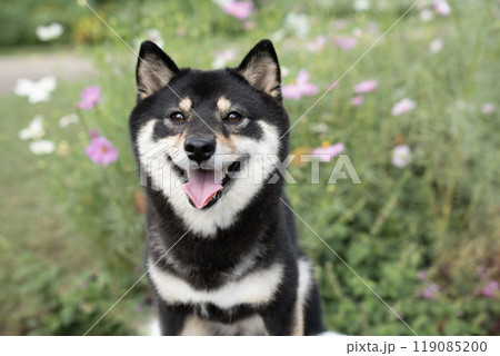 コスモスと微笑む豆柴のシェリ 119085200