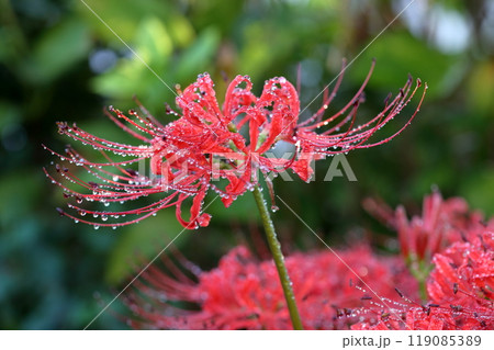 お彼岸の時期に咲く花（ヒガンバナ　曼珠沙華） 119085389
