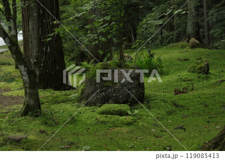苔の森 豊かな自然 梅雨 苔の森 豊かな自然 梅雨 119085413