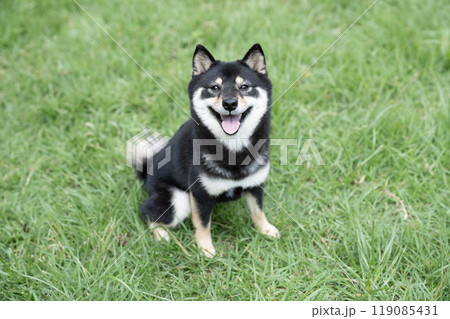 緑の公園と笑う黒柴のシェリ 119085431
