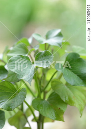 サツマイモの葉っぱ 119085491