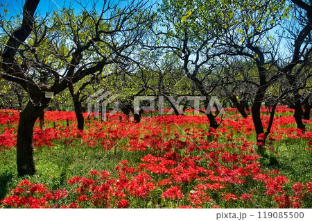 見渡すかぎり曼殊沙華 119085500