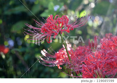 お彼岸の時期に咲く花(ヒガンバナ 曼珠沙華) お彼岸の時期に咲く花(ヒガンバナ 曼珠沙華) 119085599