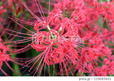 お彼岸の時期に咲く花(ヒガンバナ 曼珠沙華) お彼岸の時期に咲く花(ヒガンバナ 曼珠沙華) 119085601