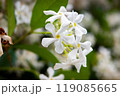 テイカカズラの花 複数 白い花弁に黄色い芯 沖縄 春 接写 119085665