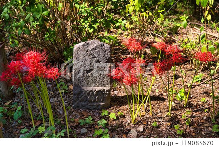 道祖神と曼殊沙華 道祖神と曼殊沙華 119085670