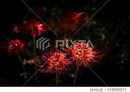 輝く曼殊沙華の花 119085671