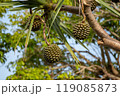 ビヨウタコノキの実 沖縄 119085873