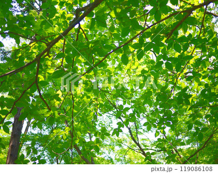 緑の葉が生い茂る森の中の木漏れ日の写真素材 緑の葉が生い茂る森の中の木漏れ日の写真素材 119086108