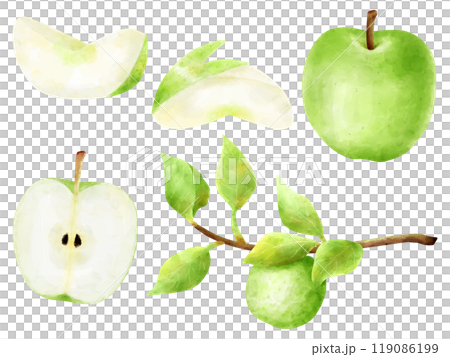 水彩で描いた青りんごのイラストセット 119086199