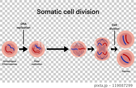 process of somatic cell division, specifically mitosis, the key stages of cell division, beginning with DNA replication in homologous chromosomes, sister chromatid replication, chromatids, separation 119087299