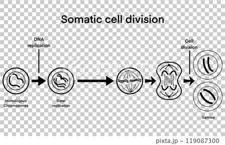 process of somatic cell division, specifically mitosis, the key stages of cell division, beginning with DNA replication in homologous chromosomes, sister chromatid replication, chromatids, separation process of somatic cell division, specifically mitosis, the key stages of cell division, beginning with DNA replication in homologous chromosomes, sister chromatid replication, chromatids, separation 119087300