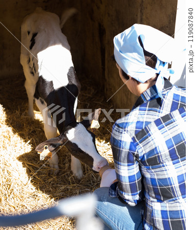 Woman care feeds two week old calf from bottle with dummy 119087840