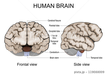Human brain anatomy. 119088009