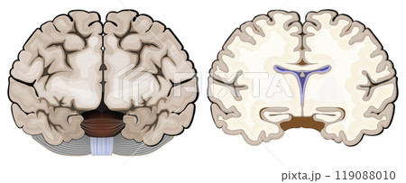 Brain anatomy. Frontal view and cross section of a human brain. 119088010