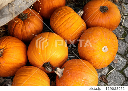 Pile of many ripe orange bright pumpkins on stone floor against straw hay at pumpkin farm yard. Halloween thanksgiving celebration symbol plant. Country rustic squash autumn background Pile of many ripe orange bright pumpkins on stone floor against straw hay at pumpkin farm yard. Halloween thanksgiving celebration symbol plant. Country rustic squash autumn background 119088951