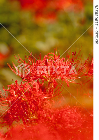 鮮やかなボケと満開の彼岸花 119089276