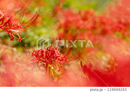 鮮やかなボケと満開の彼岸花 119089283