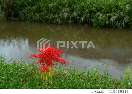 雨の日の小川のほとりの咲く彼岸花 119089511