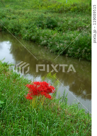 雨の日の小川のほとりの咲く彼岸花 119089515