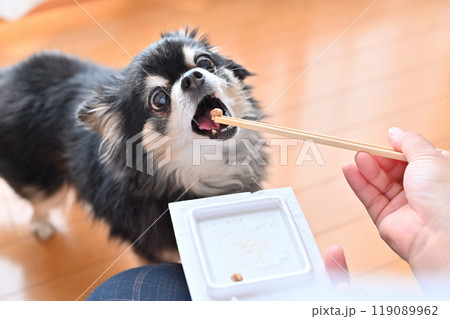 美味しそうに納豆を食べるチワワ 119089962