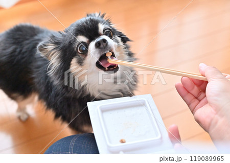 美味しそうに納豆を食べるチワワ 119089965