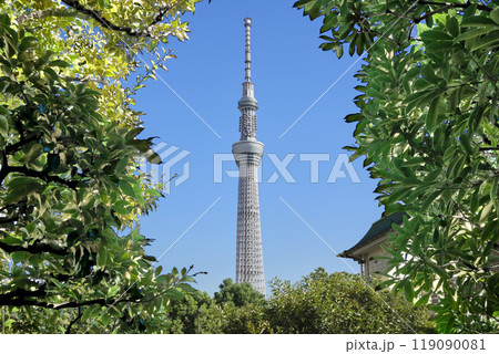 待乳山聖天の丘から眺める東京スカイツリー 119090081