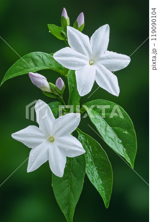 Flower gardenia with rain drops. National flower of The Islands 119090104