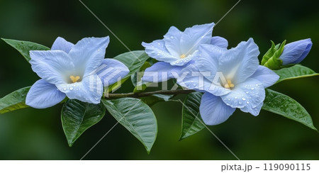 Flower gardenia with rain drops. National flower of The Islands Flower gardenia with rain drops. National flower of The Islands 119090115