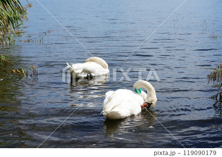 河口湖の湖畔に面した公園 大石公園 河口湖の湖畔に面した公園 大石公園 119090179