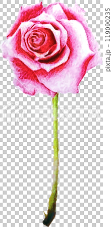 粉紅色的玫瑰花 粉紅色的玫瑰花 119090235