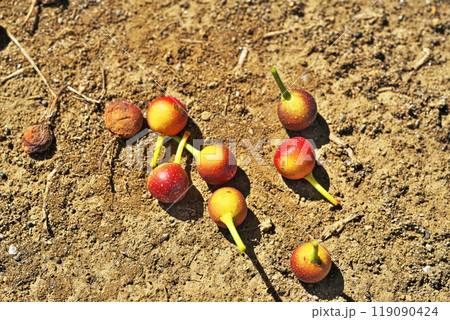 落下したイヌビワの実（秋、十月） 119090424