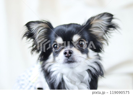 仔犬のアップ　ロングコートチワワ　パピー 119090575