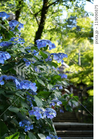 高幡山明王院金剛寺　高幡不動尊 119090875