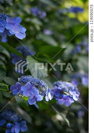 高幡山明王院金剛寺　高幡不動尊 119090878