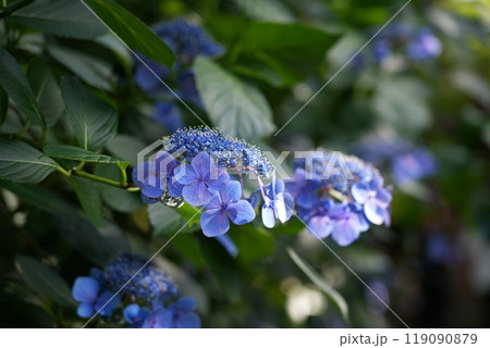 高幡山明王院金剛寺　高幡不動尊 119090879