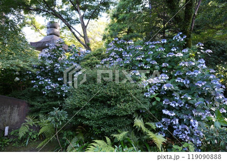 高幡山明王院金剛寺 高幡不動尊 高幡山明王院金剛寺 高幡不動尊 119090888