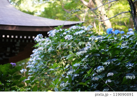 高幡山明王院金剛寺　高幡不動尊 119090891