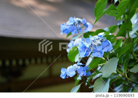 高幡山明王院金剛寺　高幡不動尊 119090893
