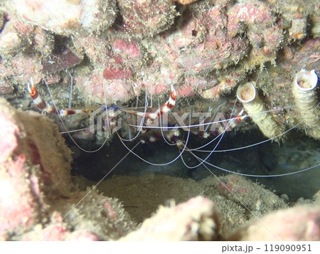 海の岩場の天井に張りつく2匹のオトヒメエビ 海の岩場の天井に張りつく2匹のオトヒメエビ 119090951